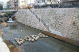 都市基盤河川改修事業 西高瀬川(有栖川工区)改修工事 写真2
