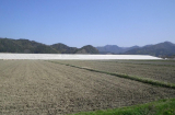 上東地区下流築堤工事 写真6